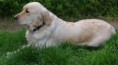 /album/galerie-photos/golden-retriever-jpg/